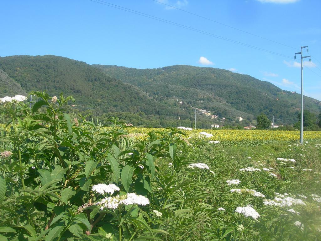 La Rondine Apartment Lucca Bagian luar foto
